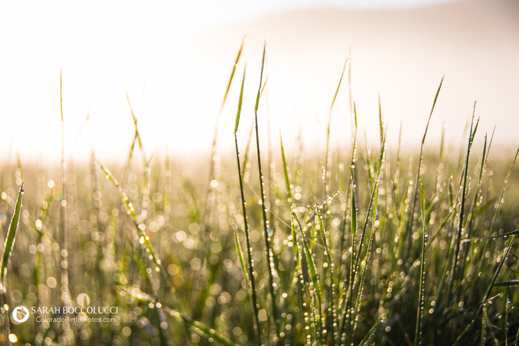 Freelensed-grass