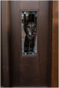 Dog photographer, Dog looking out window